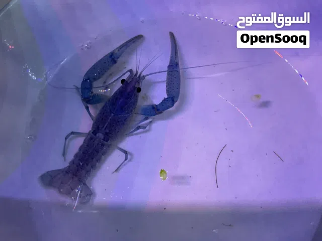 سمك و كري فيش/لوبستر ونباتات مائية Fish, crayfish/lobster, and aquatic plants