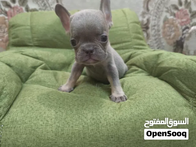french bulldogs