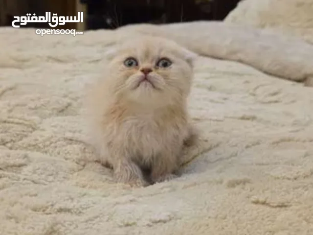 كتن انثى سكوتش فولد جولد 55 يوم للبيع اقرأ الوصف
