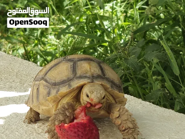 سلحفاه سولكاتا Sulcata Turtle
