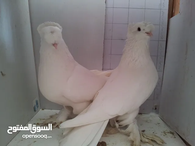 مطلوب طيرة حمام عداد جامبو ابيض