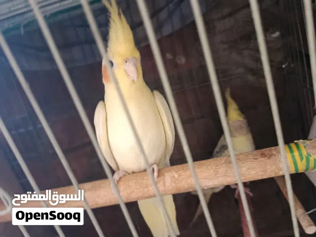 كوكتيل مصبع