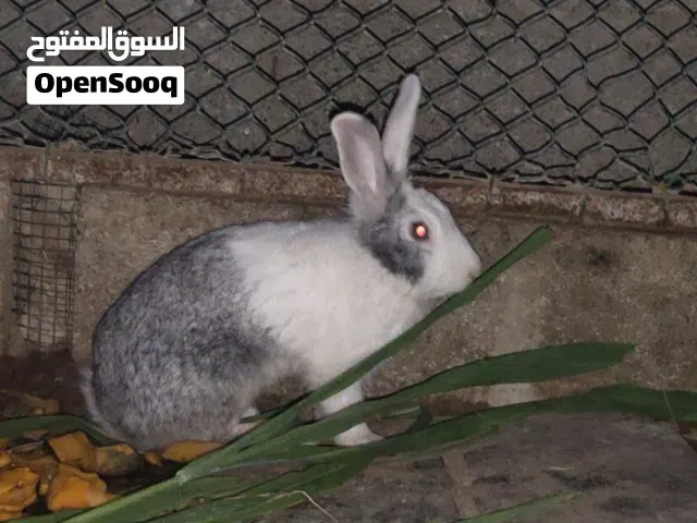 أرنب أمريكي غير مهجن ممتاز للإنتاج الحجم الكبير الموقع السويق ويوجد توصيل الرستاق