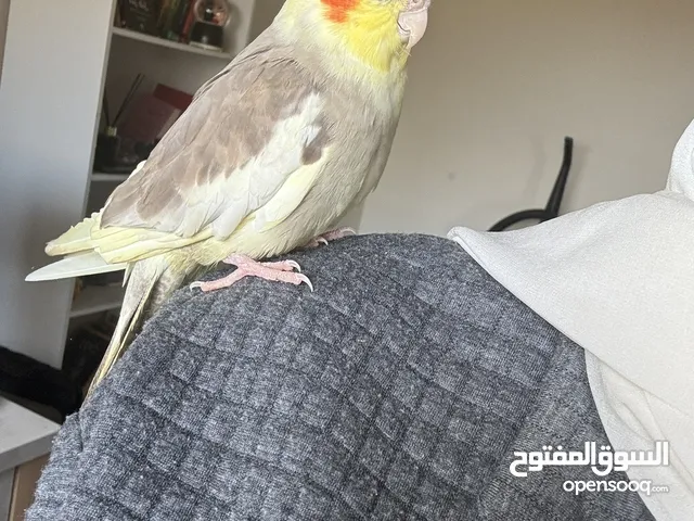 ببغاء كوكتيل أليف للبيع