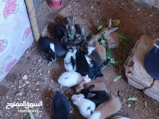 ارانب للبيع