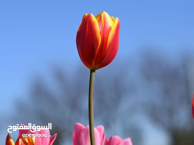 مطلوب فرس عربي او عرق