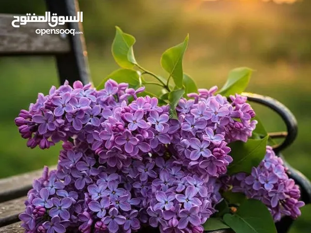 خليتان نحل