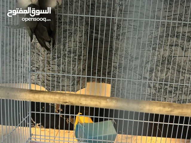 اناث روز للبيع الوصف مهم