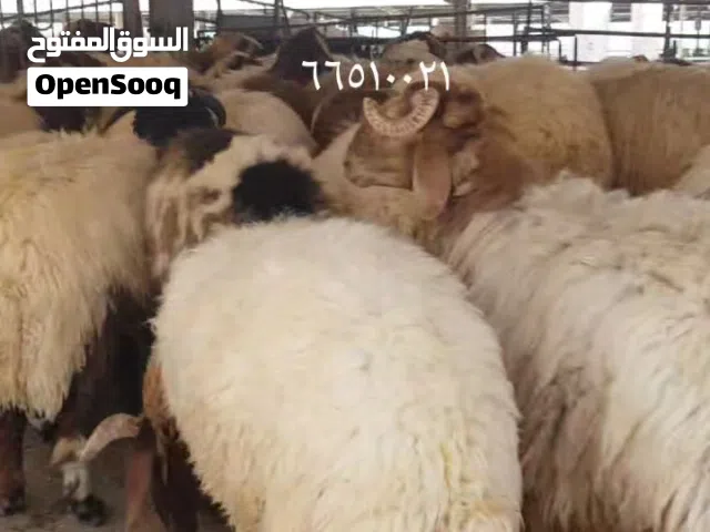 قصاب متنقل تحت الطلب لجميع مناطق الكويت