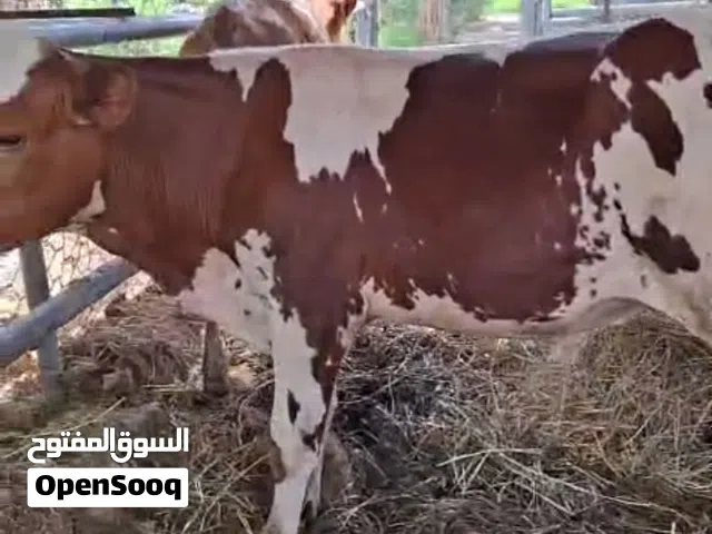 للبيع عجاله 4