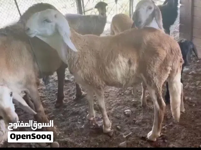 كبش سوداني سواكن تربيه تبارك الرحمن