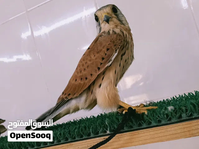 صقر شرياص متعلم