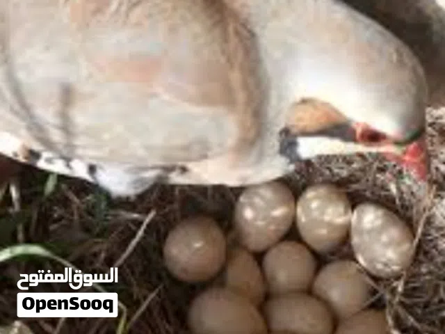 مطلوب 15 بيضة حجل مخصب أو 8 بيضات حبش مخصب للترقيد