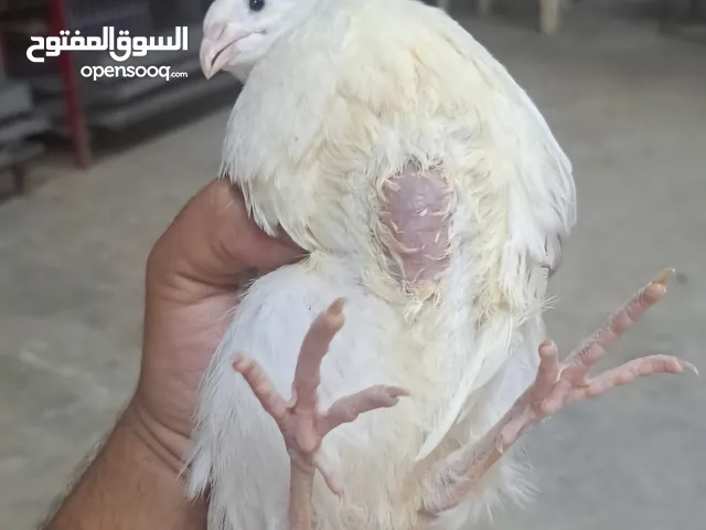 فري امريكي تكاسس