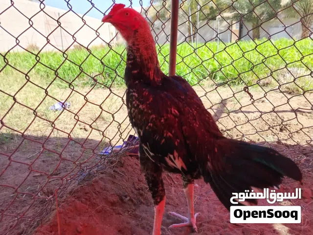 ديك جاوا للبيع الصور تواصل خاص