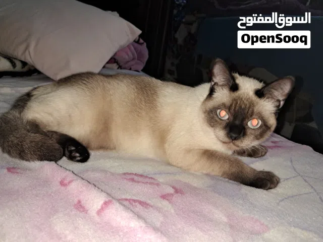 مطلوب قط سيامي للتزاوج