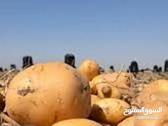 المنتجات الغذائية