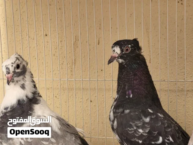 للبيع الحبه ب 25