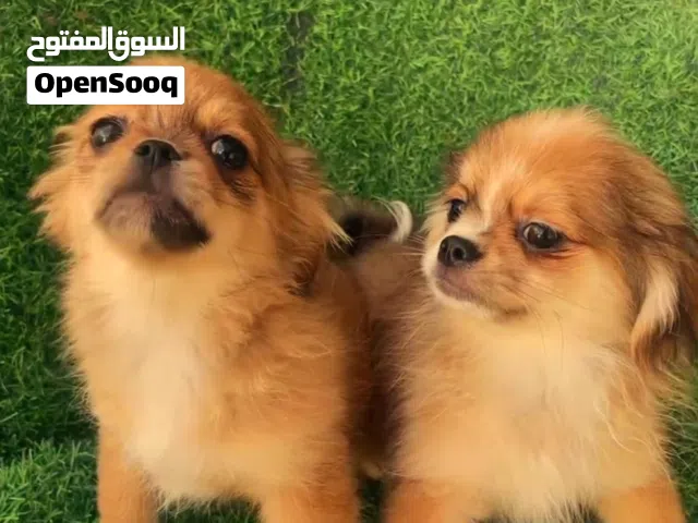 male and female pekingese 4months vaccination and passport available for more videos contact WhatsAp