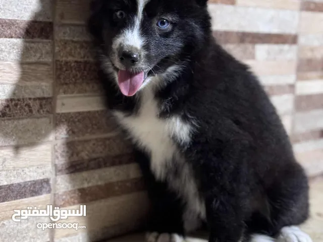 جروه هايكي امطعمه كلبه ربي ابارك متشكي م̷ـــِْن شي بي كتيبها كلبا اوبره عمرها شهرين وسبوع