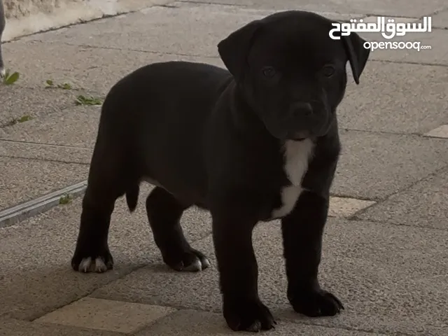 جرواو بيتبول للبيع - Pitbull puppies for sale