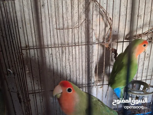 جوز روز جاهزات ماشاءالله تحتيهن 4بيضات مع القفص