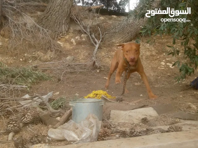 كلب بتبول عمر سنه للبدل على جاج