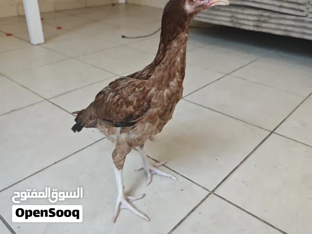 دجاجه انثى جاوا