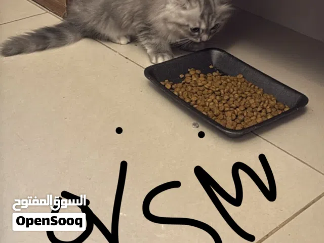 قط فارسي    3  اشهر