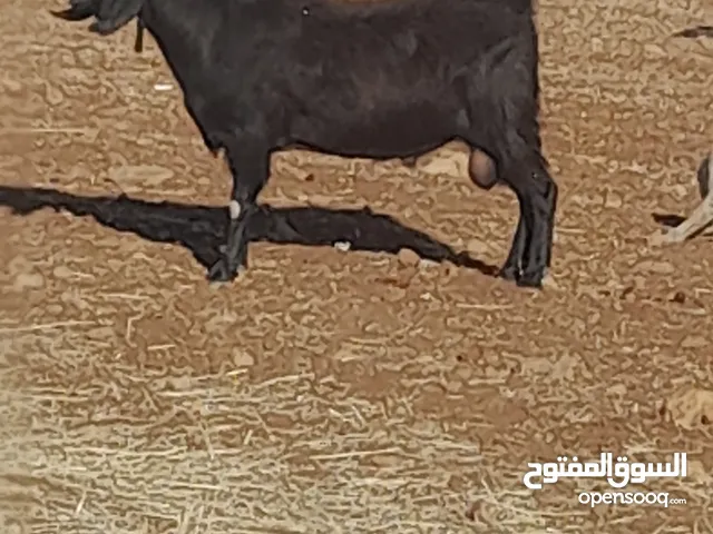 تيس نخب اول للبيع