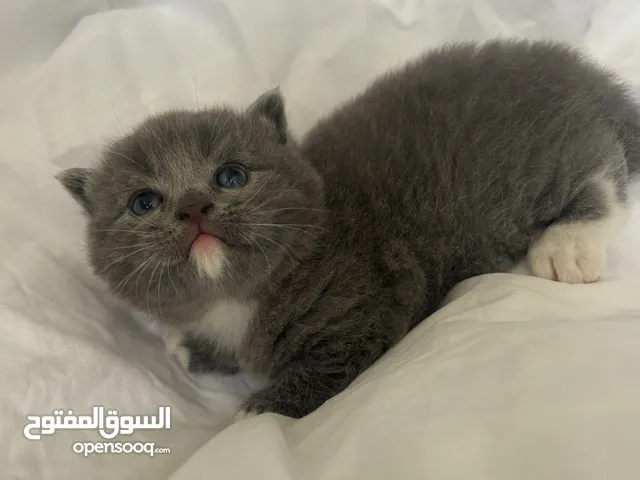 سكوتش فولد
