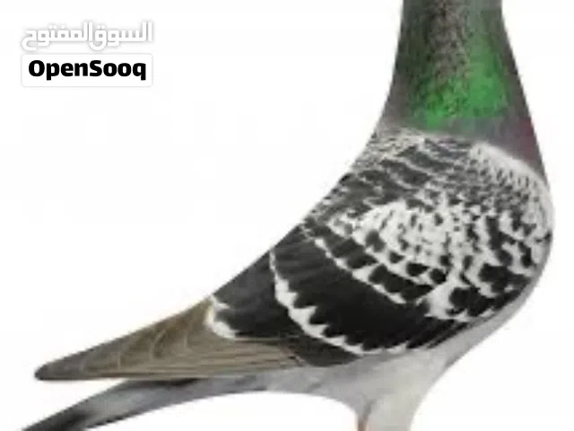 مطلوب زاجل فحل