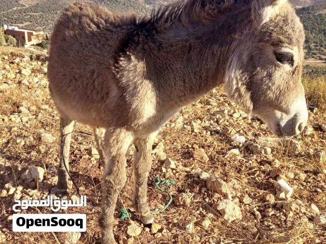 كر ازرق اشهب خشن نخب النخب