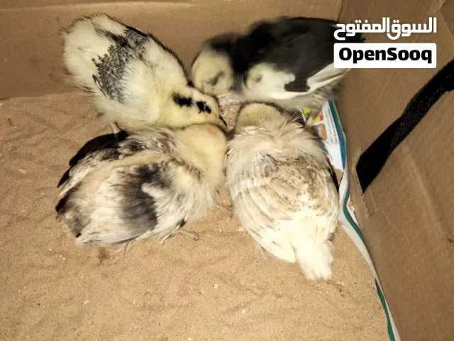 كتاكيت للبيع