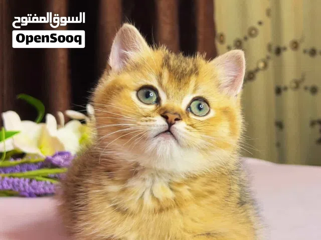 انثى وذكر سكوتش جولدن ستريت ny25 شورت هير