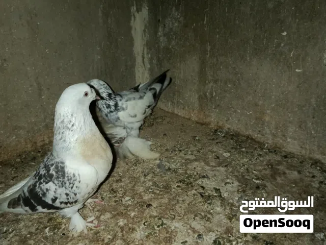 حمام للبيع