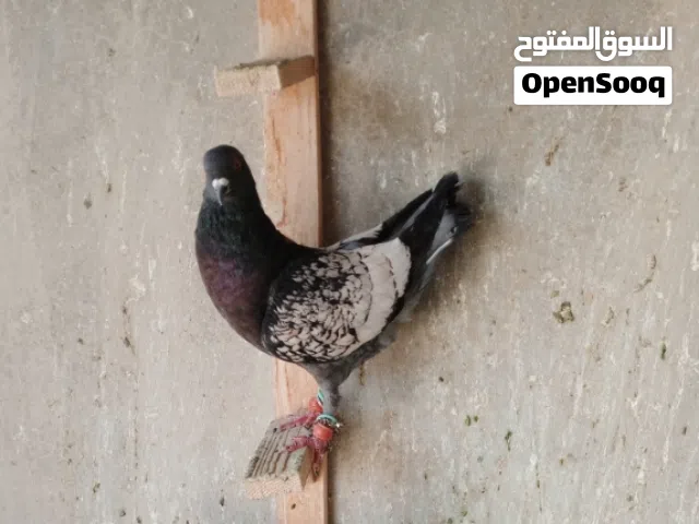 فحل مخلف بيرملي