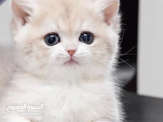 Pure British Golden Ny12 Kitten Fully vaccinated Registered in WCF