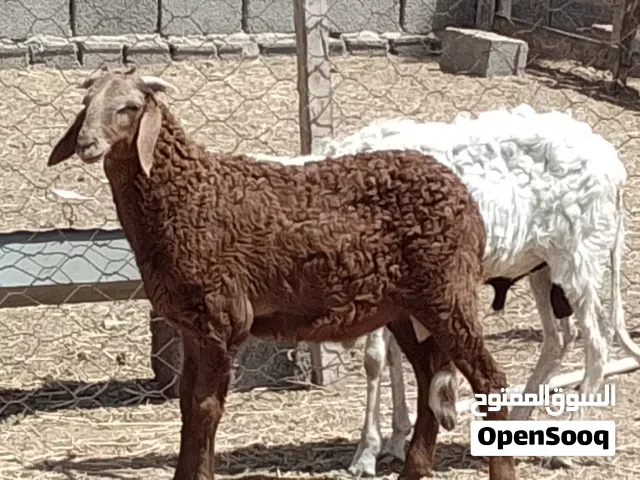 2 خرفان تبارك الله مهجنات العمر 4شهور