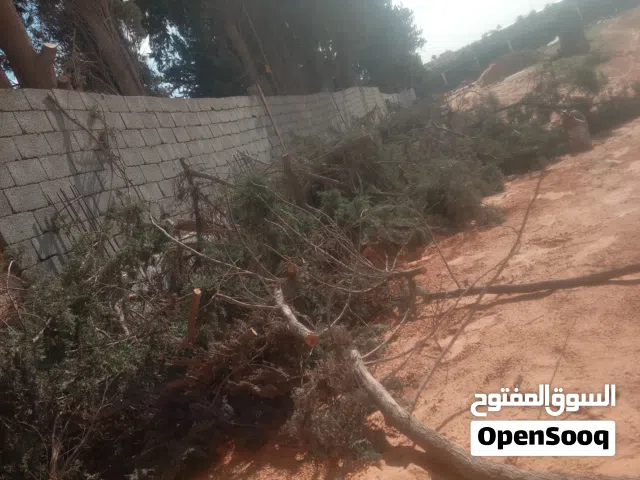 عبد الرحمن محمد