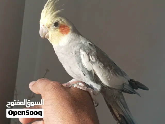 حبة كوكتيل شبه اليف