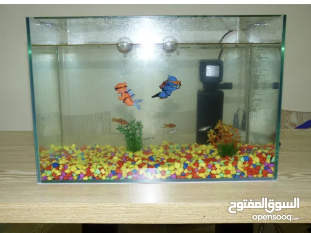 Aquariam tank with fish for sale