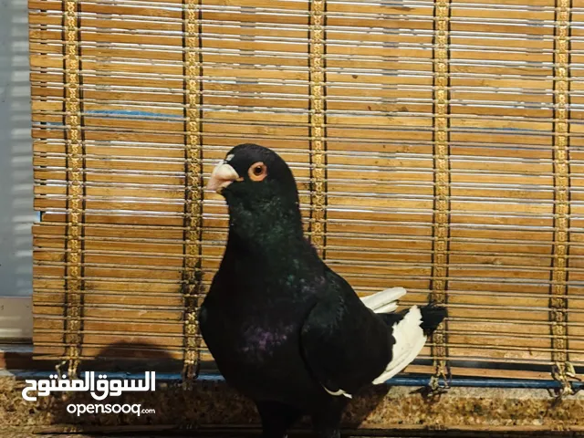 فحل مساويد طير حمام نااار وقطعة مرتبه