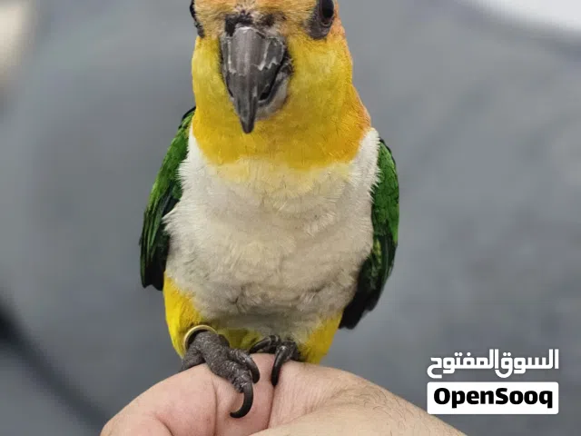ببغاء كايك وايت بيلي ذكر