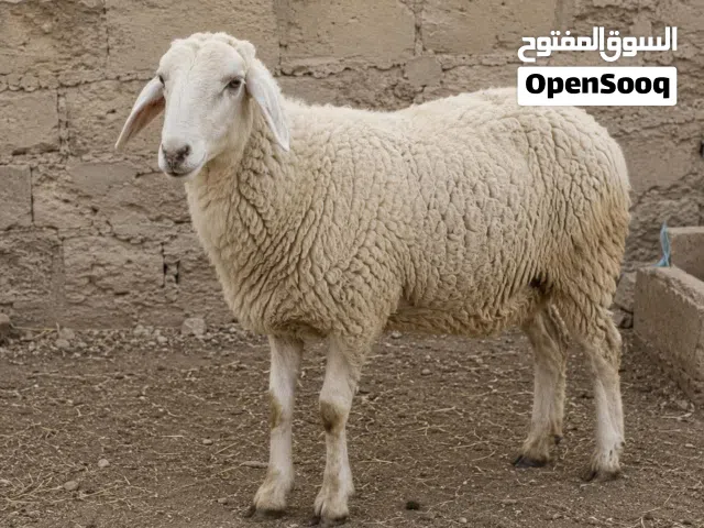 ابو ينال لذبح الاضاحي