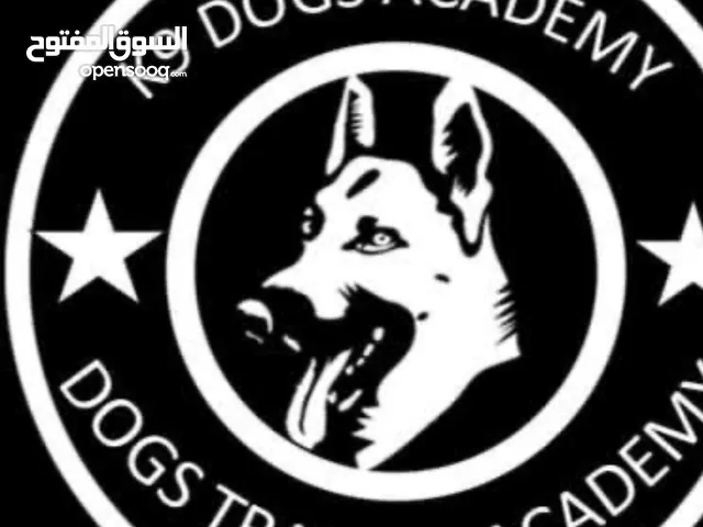 مركز تدريب كلاب