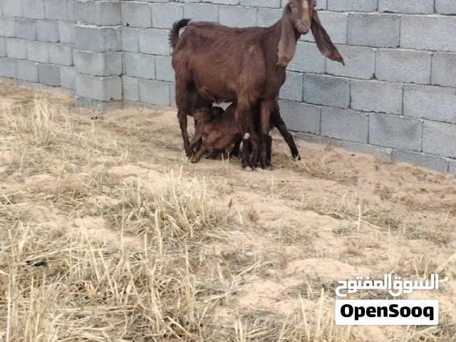 عنز عالقبرصي
