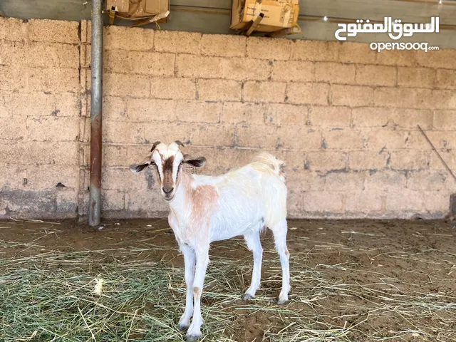 شاه صوماليه  انثى