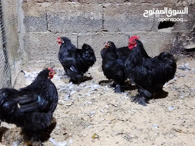 عمرهم 5شهور ونص