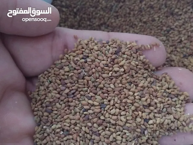 بذر قت عماني 100% بعمر 4 سنوات